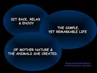 SIT BACK, RELAX
     & ENJOY
                        THE SIMPLE,
                   YET REMARKABLE LIFE




  OF MOTHER NATURE &
THE ANIMALS SHE CREATED.

                            Please use the enter button to
                           scroll through at your own pace.
 