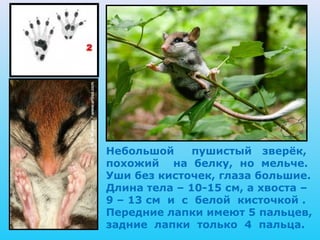 Небольшой     пушистый зверёк,
похожий на белку, но мельче.
Уши без кисточек, глаза большие.
Длина тела – 10-15 см, а хвоста –
9 – 13 см и с белой кисточкой .
Передние лапки имеют 5 пальцев,
задние лапки только 4 пальца.
 