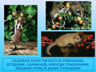 САДОВАЯ СОНЯ ПИТАЕТСЯ СЕМЕНАМИ,
ЯГОДАМИ, САРАНЧЕЙ, ИНОГДА ГРЫЗУНАМИ,
    ЯЙЦАМИ ПТИЦ И ДАЖЕ ПТЕНЦАМИ
 