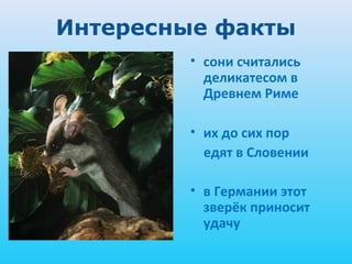 Интересные факты
        • сони считались
          деликатесом в
          Древнем Риме

        • их до сих пор
          едят в Словении

        • в Германии этот
          зверёк приносит
          удачу
 