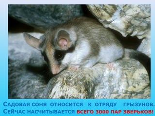 САДОВАЯ СОНЯ ОТНОСИТСЯ К ОТРЯДУ ГРЫЗУНОВ.
СЕЙЧАС НАСЧИТЫВАЕТСЯ ВСЕГО 3000 ПАР ЗВЕРЬКОВ!
 
