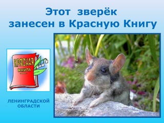 Этот зверёк
занесен в Красную Книгу




ЛЕНИНГРАДСКОЙ
   ОБЛАСТИ
 