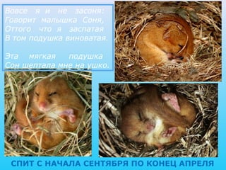 Вовсе я и не засоня:
Говорит малышка Соня,
Оттого что я заспатая
В том подушка виноватая.

Эта мягкая    подушка
Сон шептала мне на ушко.




 СПИТ С НАЧАЛА СЕНТЯБРЯ ПО КОНЕЦ АПРЕЛЯ
 