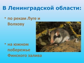 В Ленинградской области:
• по рекам Луге и
  Волхову



• на южном
  побережье
  Финского залива
 