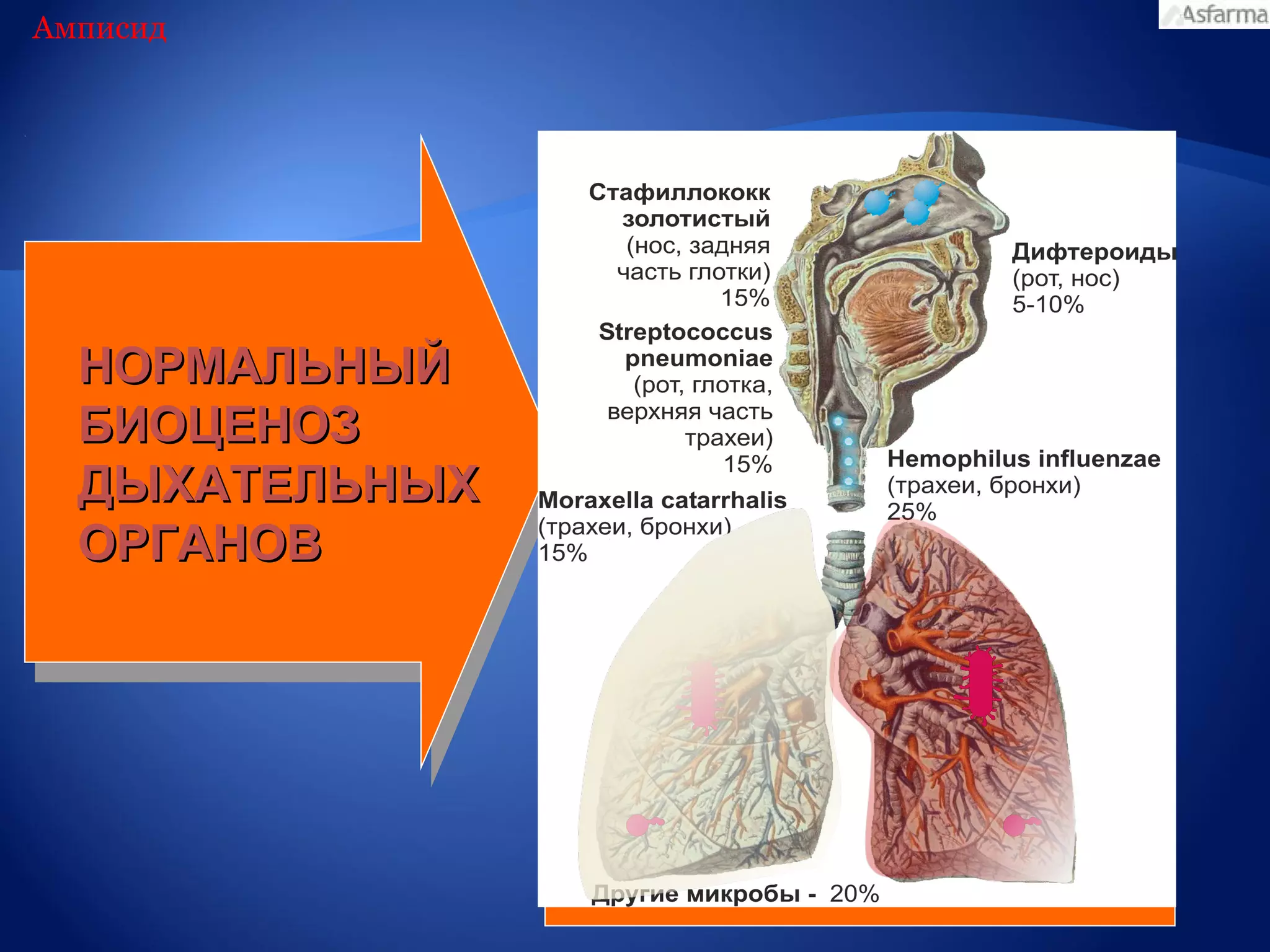Амписид




  НОРМАЛЬНЫЙ
  БИОЦЕНОЗ
  ДЫХАТЕЛЬНЫХ
  ОРГАНОВ
 