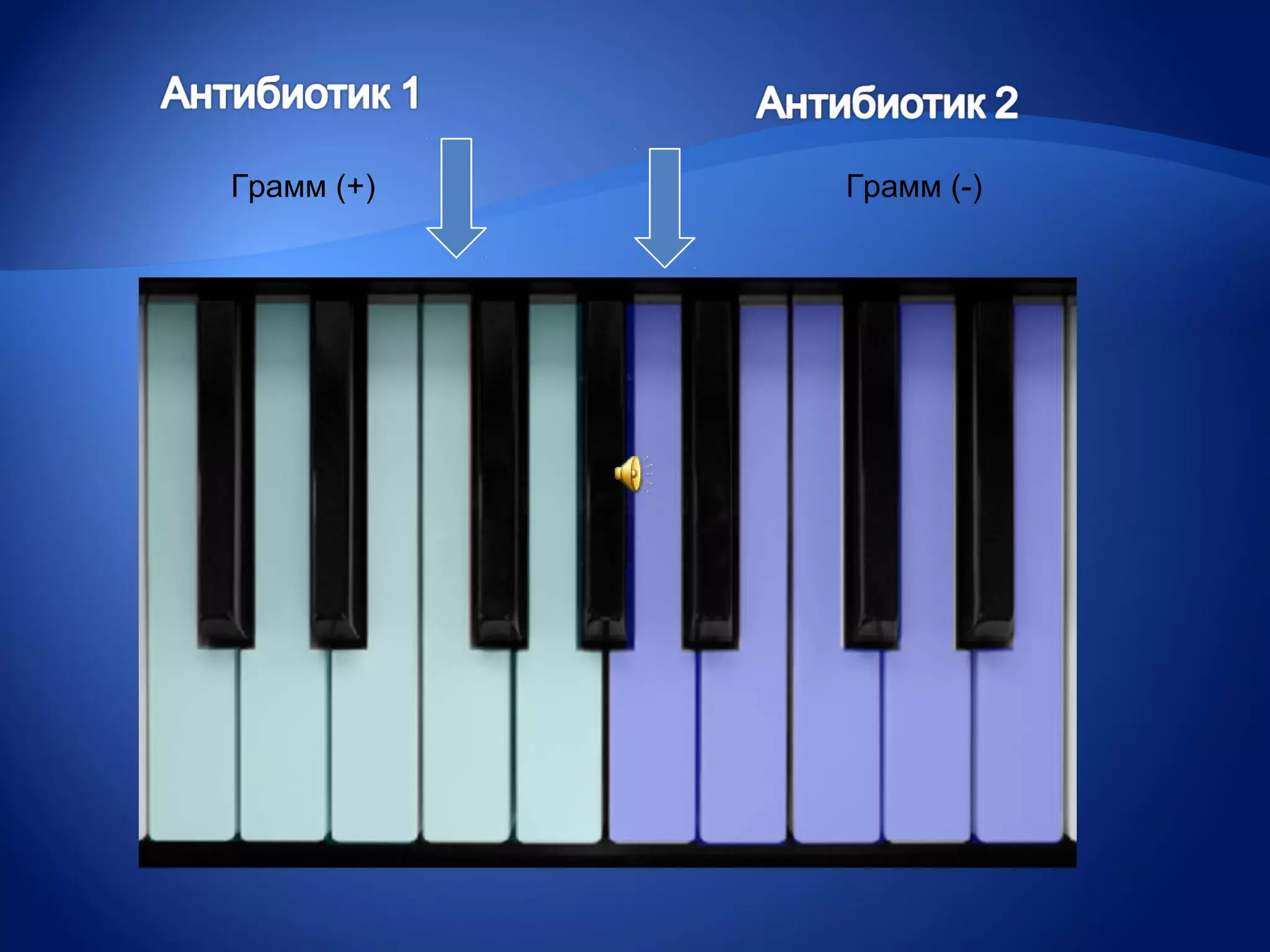 Грамм (+)   Грамм (-)
 