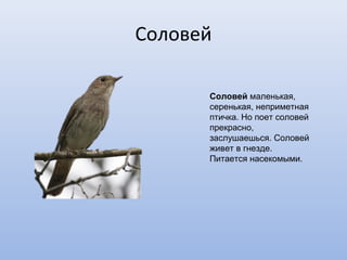 Соловей

        Соловей маленькая,
        серенькая, неприметная
        птичка. Но поет соловей
        прекрасно,
        заслушаешься. Соловей
        живет в гнезде.
        Питается насекомыми.
 