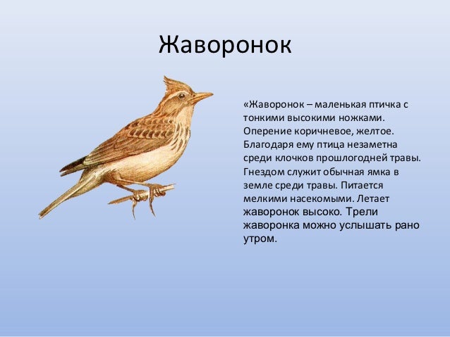 Жаворонок Фото И Характеристика