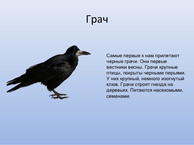 грачи фото птица