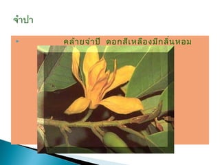    คล้า ยจำา ปี ดอกสีเ หลือ งมีก ลิน หอม
                                    ่
 