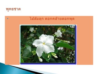    ไม้ล ม ลุก ดอกคล้า ยดอกพุด
         ้
 