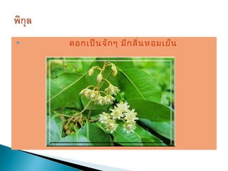    ดอกเป็น จัก ๆ มีก ลิน หอมเย็น
                        ่
 