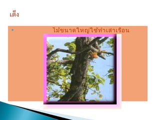    ไม้ข นาดใหญ่ใ ช้ท ำา เสาเรือ น
 