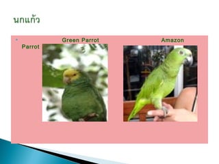             Green Parrot   Amazon
    Parrot
 