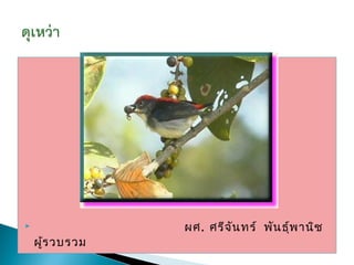                ผศ. ศรีจ ัน ทร์ พัน ธุ์พ านิช
    ผูร วบรวม
      ้
 