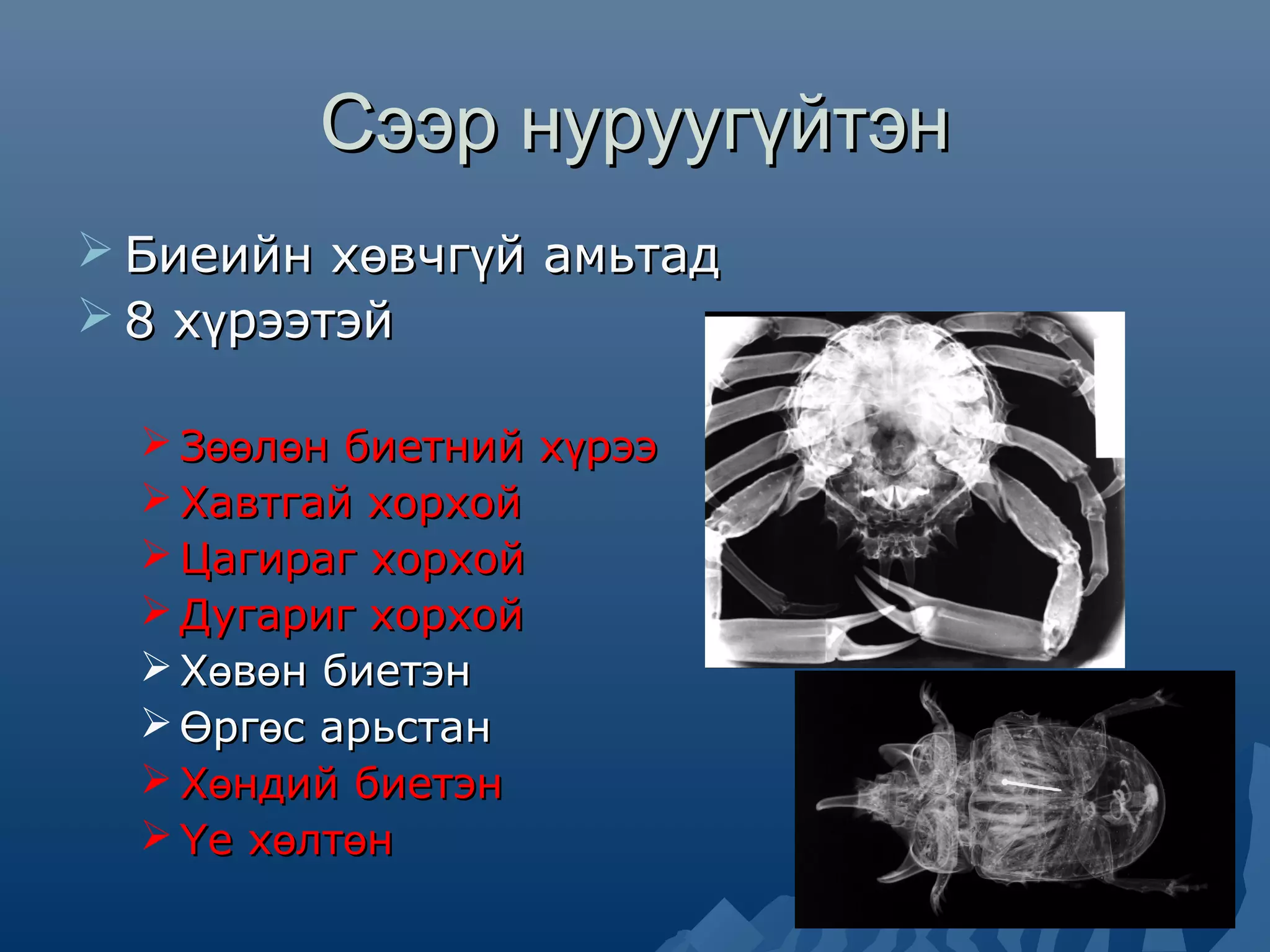 амьтны ангилал | PPT