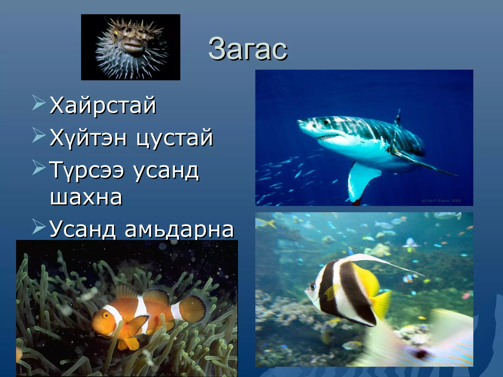 амьтны ангилал | PPT