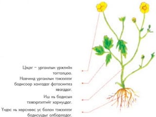 амьтны ангилал | PPT