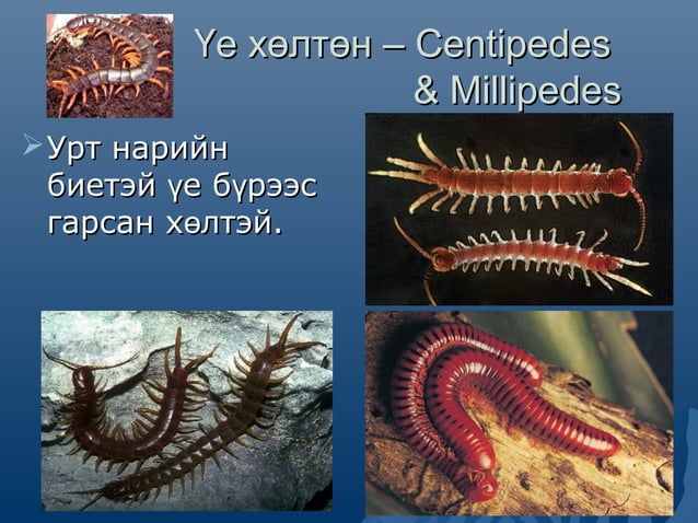 амьтны ангилал