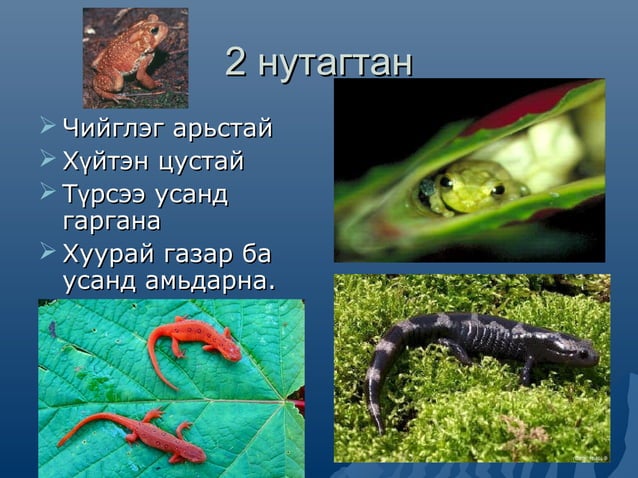 амьтны ангилал