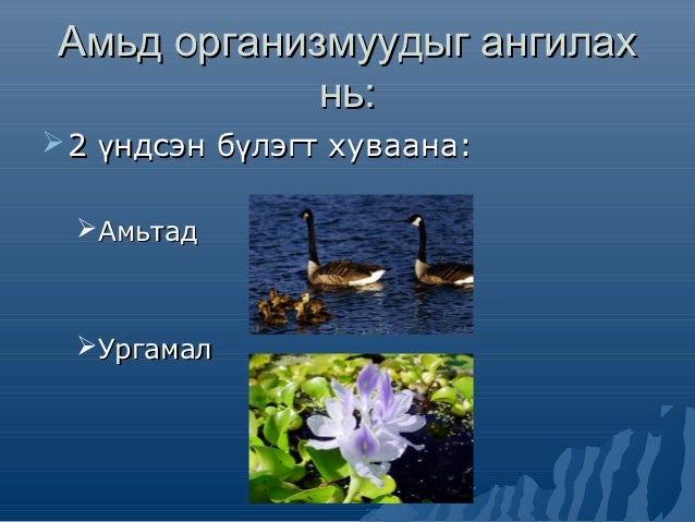 амьтны ангилал
