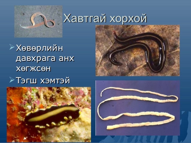 амьтны ангилал