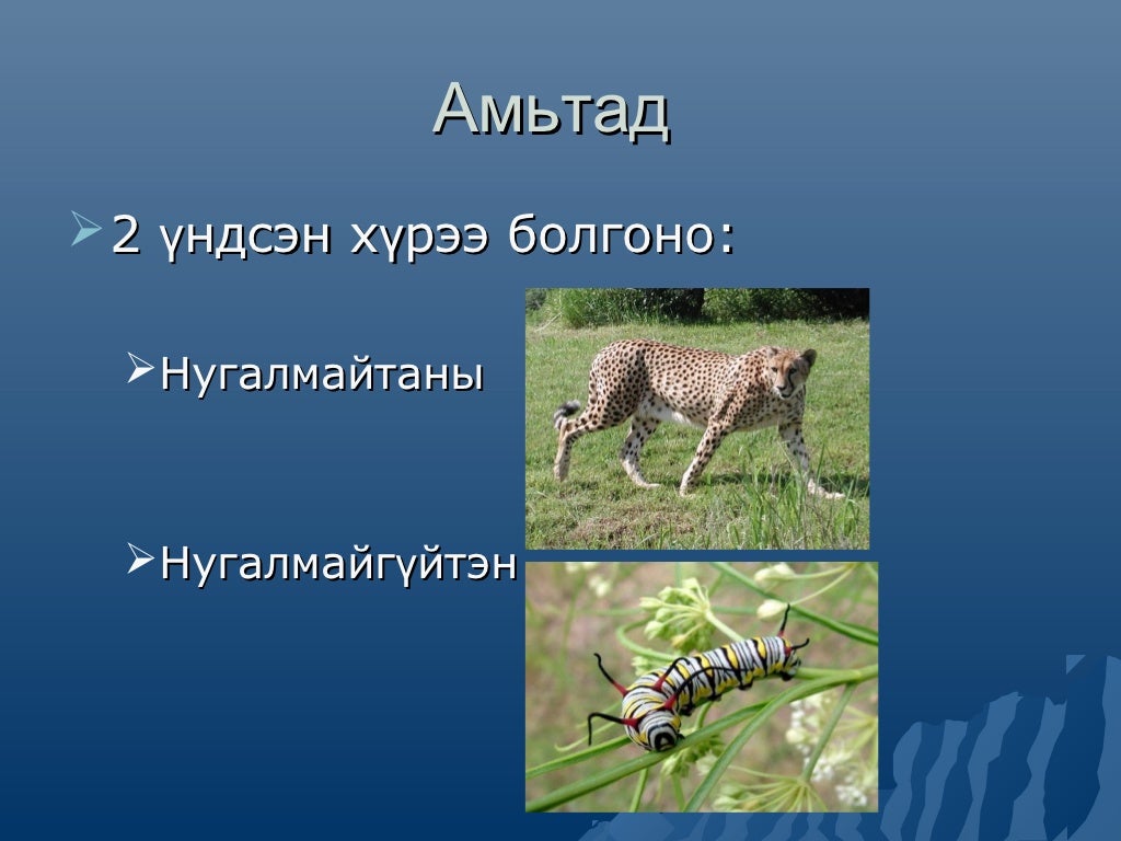 амьтны ангилал