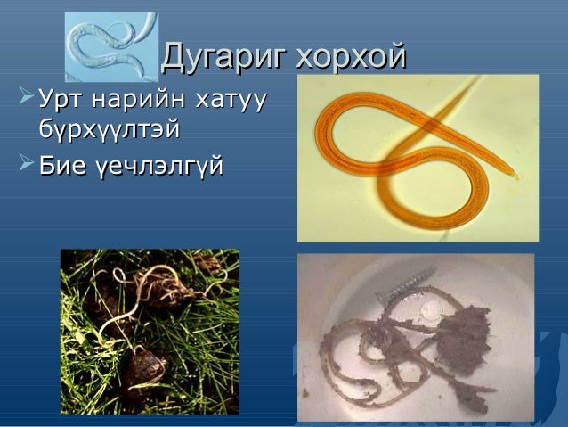 амьтны ангилал