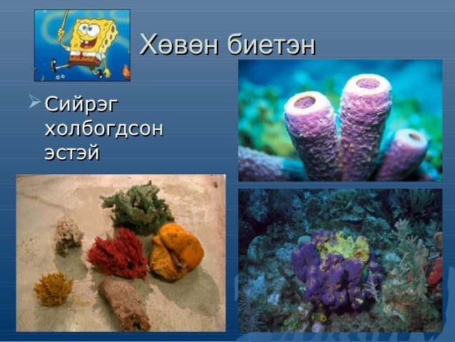 амьтны ангилал