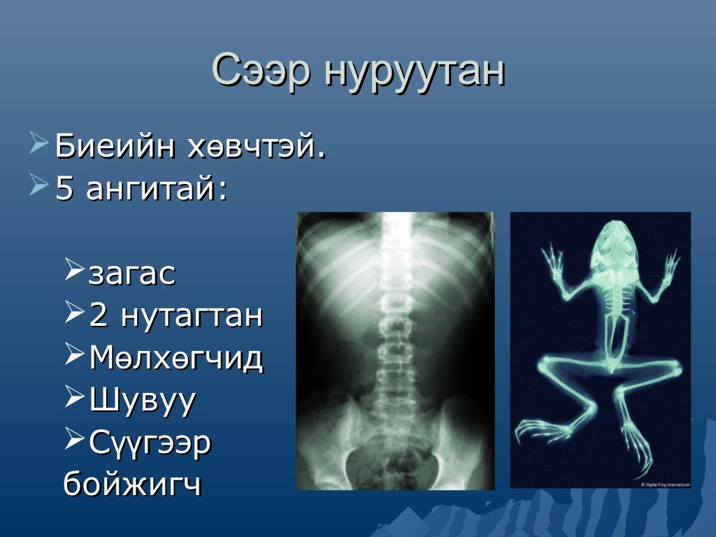 амьтны ангилал
