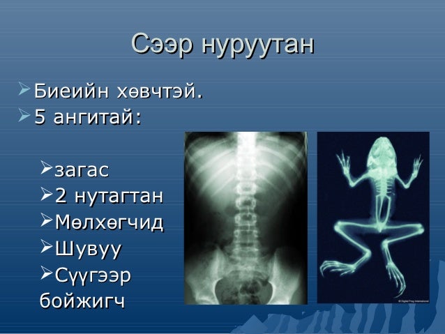 амьтны ангилал
