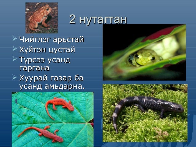 амьтны ангилал