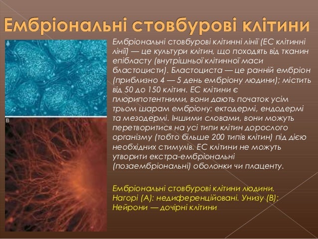 Генна Інженерія Реферат Генна Інженерія Реферат