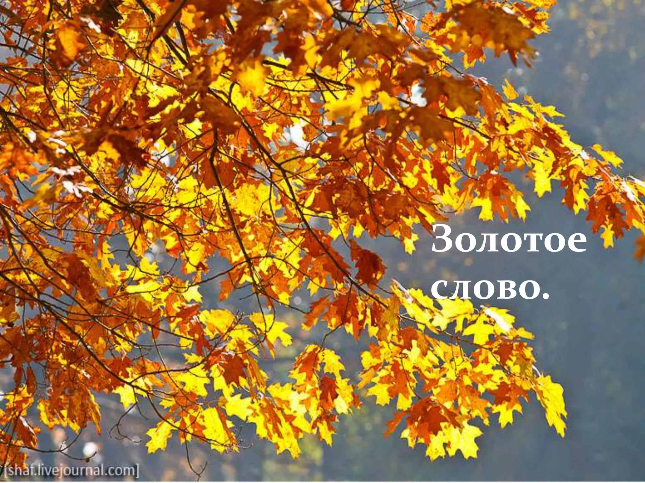 Золотое слово.



            Золотое
            слово.
 