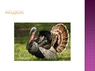 презентация домашние животные | PPT