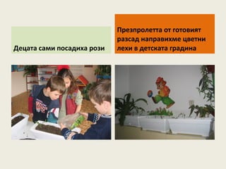 Презпролетта от готовият
                            разсад направихме цветни
Децата сами посадиха рози   лехи в детската градина
 
