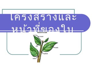 โครงสร้า งและ
 หน้า ที่ข องใบ
 