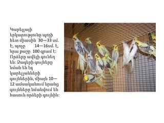 Կարելլայի
երկարությունը պոչի
հետ միասին 30—33 սմ.
Է, պոչը     14—16սմ. է,
նրա քաշը 100 գրամ է:
Որձերը ավելի գունեղ
են: Ձագերի գույները
նման են էգ
կարելլանների
գույններին, միայն 10—
12 ամսականում նրանց
գույնները նմանվում են
հասուն որձերի գույնին:
 