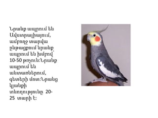 Նրանք ապրում են
Ավստրալիայում,
ամբողջ տարվա
ընթացքում նրանք
ապրում են խմբով՝
10-50 թռչուն:Նրանք
ապրում են
անտառներում,
գետերի մոտ:Նրանց
կյանքի
տևողությունը 20-
25 տարի է:
 