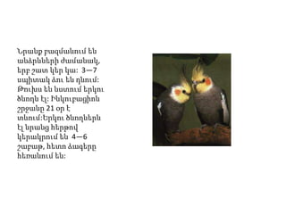 Նրանք բազմանում են
անձրևների ժամանակ,
երբ շատ կեր կա: 3—7
սպիտակ ձու են դնում:
Թուխս են նստում երկու
ծնողն էլ: Ինկուբացիոն
շրջանը 21 օր է
տևում:Երկու ծնողներն
էլ նրանց հերթով
կերակրում են 4—6
շաբաթ, հետո ձագերը
հեռանում են:
 