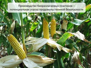 Производство биоразлагаемых пластиков –
потенциальная угроза продовольственной безопасности
 