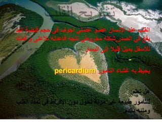 -
pericardium
 