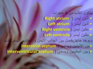 Right atrium     •
                    Left atrium    •
                 Right ventricle   •
                  Left ventricle   •

       Interatrial septum          •
Interventricular septum            •
 