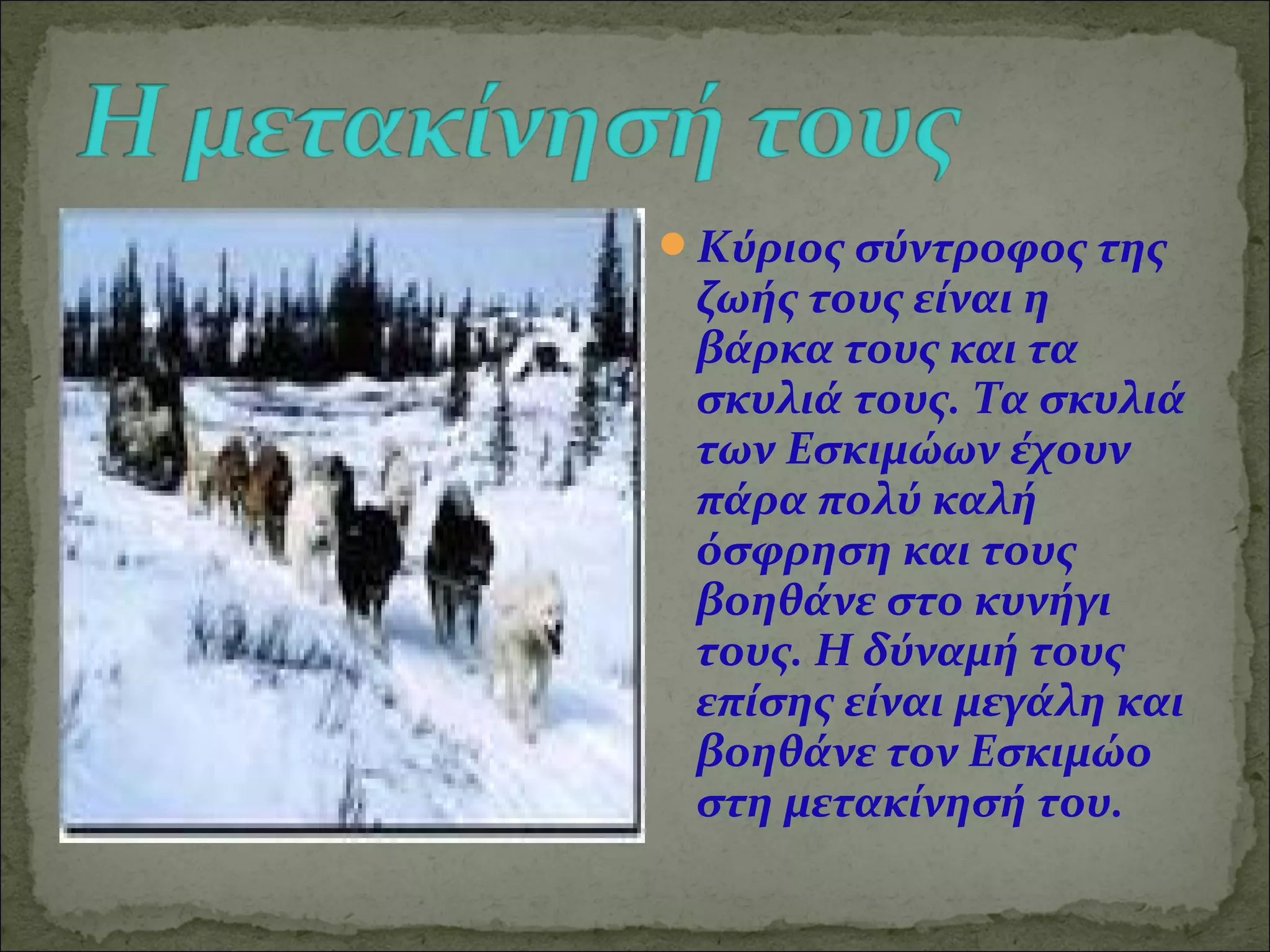 Κύριος σύντροφος της
 ζωής τους είναι η
 βάρκα τους και τα
 σκυλιά τους. Τα σκυλιά
 των Εσκιμώων έχουν
 πάρα πολύ καλή
 όσφρηση και τους
 βοηθάνε στο κυνήγι
 τους. Η δύναμή τους
 επίσης είναι μεγάλη και
 βοηθάνε τον Εσκιμώο
 στη μετακίνησή του.
 