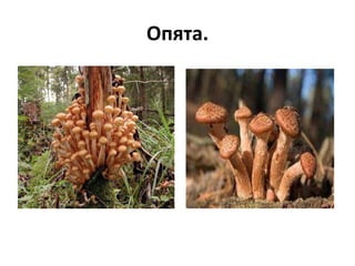 Опята.
 