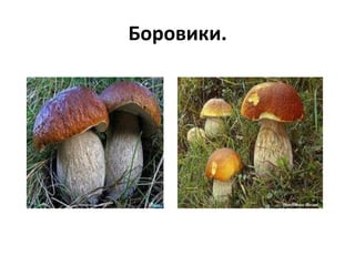 Боровики.
 