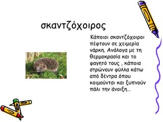 σκαντζόχοιος
         Κάποιοι σκαντζόχοιροι
         πέφτουν σε χειμερία
         νάρκη. Ανάλογα με τη
         θερμοκρασία και το
         φαγητό τους , κάποια
         στρώνουν φύλλα κάτω
         από δέντρα όπου
         κοιμούνται και ξυπνούν
         πάλι την άνοιξη…
 