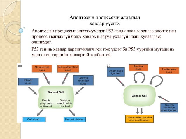 хавдрын молекул генетик бүтэц