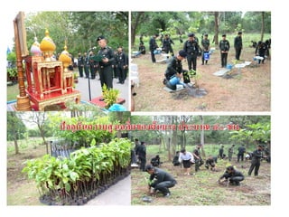 ยางพารา