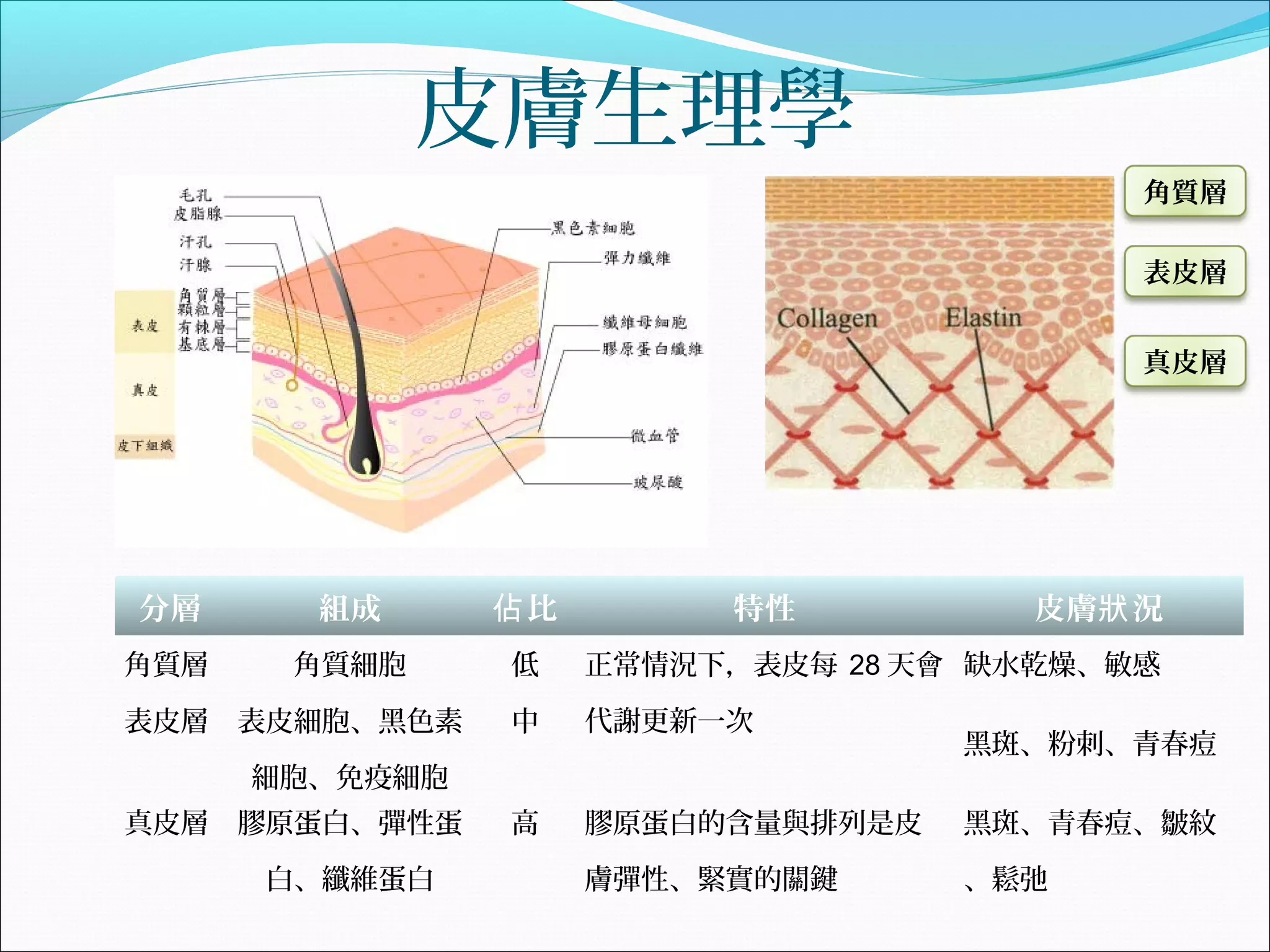 皮膚構造與保養原理| PPT, image size:2048x1536